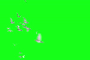 仙鹤 飞鹤 飞鸟 白鹤 绿幕素材 绿幕视频 @特效牛手机特效图片