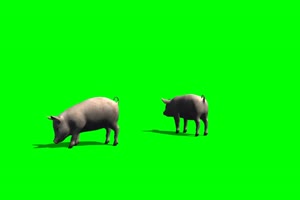 猪 飞猪 动物 绿屏抠像 特效素材 巧影ae 5手机特效图片
