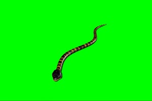 绿幕抠像爬行的蟒蛇绿屏素材 特效抠像手机特效图片