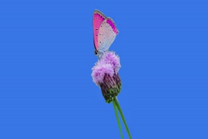 4K 蝴蝶 花朵6 绿幕视频 绿幕素材 @特效牛手机特效图片