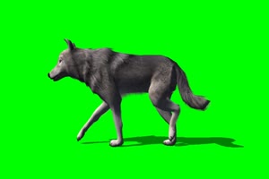 狼 野狼 走 2绿屏素材 绿幕