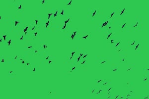 4K 一群鸟儿 鸟绿幕视频 20 抠像素材 绿幕视频下手机特效图片