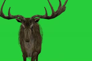 奔跑的鹿 绿幕视频 绿幕素材 抠像视频 特效素材手机特效图片