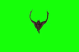 蝙蝠前面 绿屏素材 绿幕素