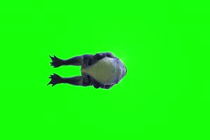 蓝色蟾蜍下面癞蛤蟆 绿幕背景视频 抠像特效视频手机特效图片