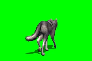 狼 野狼 走 1绿屏素材 绿幕抠像素材手机特效图片