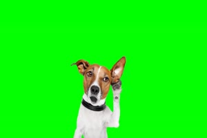 狗 狗狗 动物 绿屏抠像素材 15 _免费下载