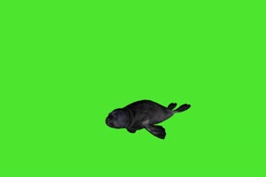 海狮 海豹 动物绿幕视频素材下载 @特效牛绿幕素手机特效图片