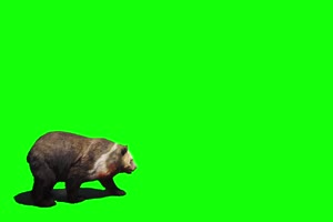 熊 绿屏动物 免费下载手机特效图片