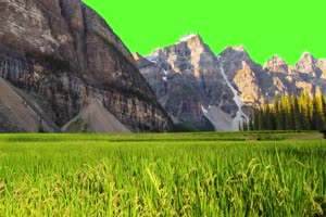 4K 稻谷水稻绿幕 绿幕视频 绿屏素材网手机特效图片