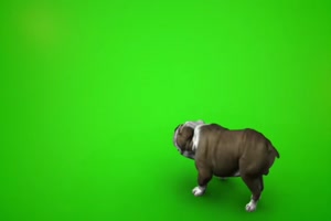 19英国斗牛犬随地大小便视频特效素材 无水印 绿手机特效图片