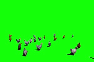 鸡群 绿屏抠像 特效素材 特效牛手机特效图片