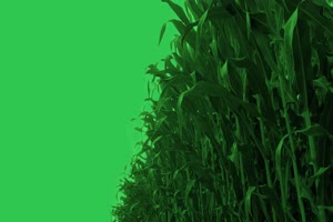 玉米 绿幕视频 绿屏素材网免费下载手机特效图片