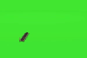 蜈蚣 绿幕视频 绿幕素材 抠像视频 特效素材手机特效图片