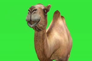 骆驼 绿幕视频 绿幕素材 抠像视频 特效素材手机特效图片