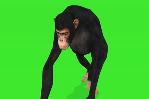 黑猩猩1 绿屏动物 特效视频 抠像视频 巧影ae素材手机特效图片