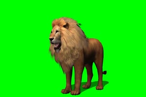 狮子 1 绿背景 绿屏抠像素材 巧影特效素材手机特效图片