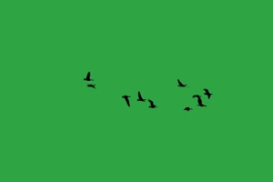鸟儿 鸟绿幕视频 8 绿幕素材 绿幕视频下载手机特效图片