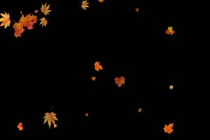 飘散 飘落的枫叶1 树叶花 黑幕背景抠像视频 广场手机特效图片
