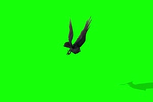 静飞的乌鸦1 动物绿屏 绿幕视频 抠像素材下载手机特效图片