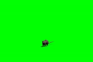 老鼠 4 绿背景 绿屏抠像素材 巧影特效素材手机特效图片