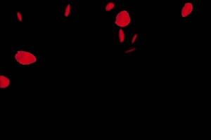 红色的花瓣飘落 黑幕视频 抠像素材 特效视频 特手机特效图片