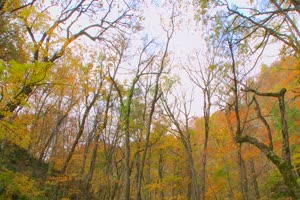 秋风落叶落木秋景唯美森林秋季视频素材009手机特效图片