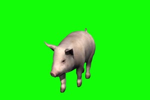 猪 飞猪 动物 绿屏抠像 特效素材 巧影ae 1