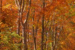 秋风落叶落木秋景唯美森林秋季视频素材040手机特效图片