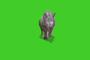犀牛2 绿幕视频 绿幕素材 抠像视频 特效素材手机特效图片