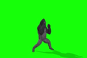 拳击大猩猩 2 绿幕抠像 绿布视频 特效抠像 剪映手机特效图片