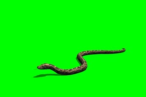 蛇 1绿屏素材 绿幕抠像素材手机特效图片