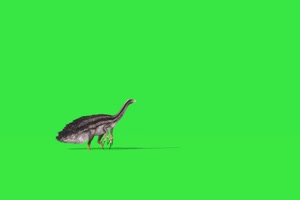 大尾巴鸟 绿屏动物 特效视频 抠像视频 巧影ae素手机特效图片
