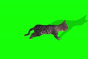 4K 狸猫上面 绿幕视频 绿幕素材 抠像视频 后期特手机特效图片