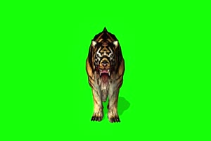 老虎11 动物绿屏 绿幕视频 抠像素材下载手机特效图片