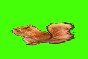 松鼠 老鼠 十分欠揍 跳舞 动物绿幕 抠像素材手机特效图片