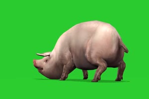 大肥猪 绿幕视频 绿幕素材 抠像视频 特效素材手机特效图片