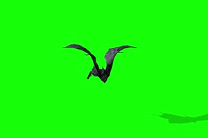 黑蝙蝠 特效牛 绿幕素材 抠像视频 后期特效素材手机特效图片