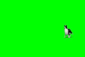牧羊犬 走 散步 2绿屏素材 绿幕抠像素材手机特效图片