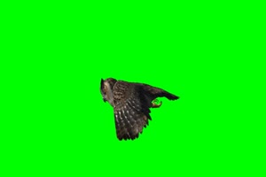 哈利波特 猫头鹰 1 绿幕绿屏 特效素材手机特效图片