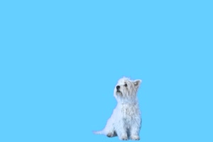 狗 狗狗 动物 绿屏抠像素材 18 免费下载手机特效图片