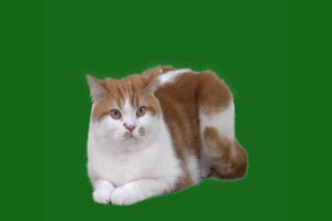 可爱的猫咪绿布和绿幕视频抠像素材