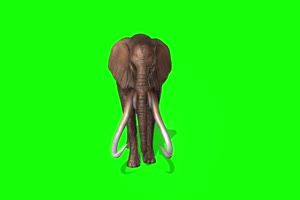 大象 特效牛 绿幕素材 抠像视频 后期特效素材手机特效图片