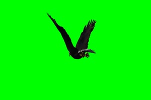 老鹰 雕 5 绿幕绿屏 特效素材手机特效图片