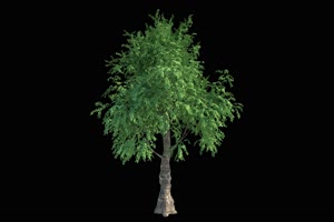 树 树木 抠像视频32黑幕视频素材