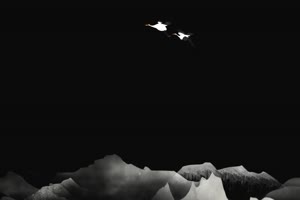 两只飞行的仙鹤 白鹭 天鹅 飞鸟 黑幕抠像视频素手机特效图片