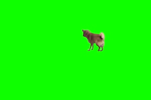 狗狗摆动 绿幕视频 抠像素材 特效牛手机特效图片