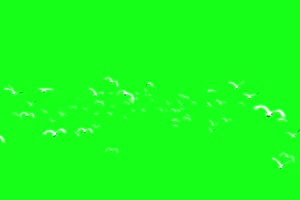 一群飞鸟 鸽子 飞鹤 飞鸟 白鹤 绿幕素材 绿幕视手机特效图片