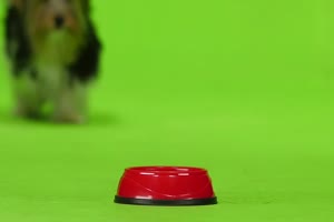 约克夏犬 狗狗绿幕视频素材16免费下载手机特效图片