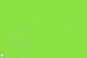 樱花飞舞 飘落 花瓣花6 绿屏抠像素材 下载手机特效图片